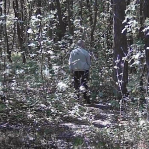 Old man of the forest