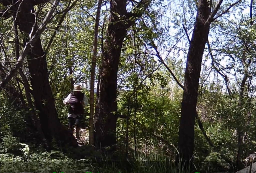 Busy day at the birdhouse trail The Tree Spy