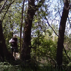 Busy day at the birdhouse trail