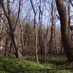 Saved by a tree