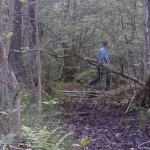 Lots of visitors deep in the woods