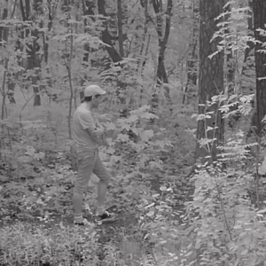 A nice day for a stroll in the woods