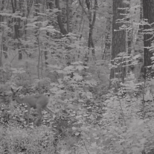 Deer found some salty branches and kids in the woods