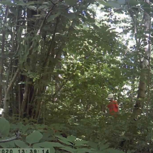 Collecting firewood for a BBQ