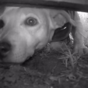 Sniffing out the camera