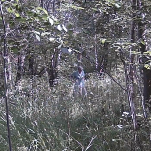 Activity along the pee trail