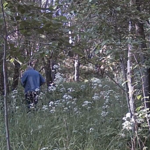 Taking leaks into the bushes