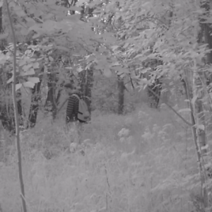 Activity on the pee trail