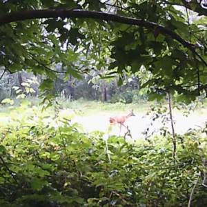 Creepers, rainy weather, a deer and many bikers