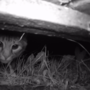 Purr-fect capture