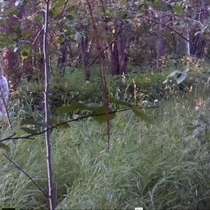 A few captures from the pee trail