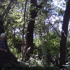 Does a bear go in the woods?