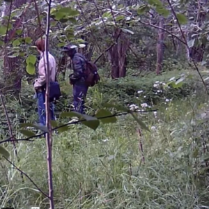 Men on the pee trail