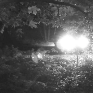 Night time activity in the parking lot