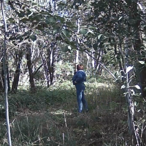 Hiding in the trees